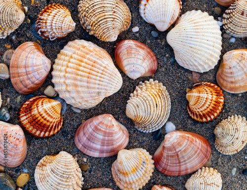 collection of sea shells on wet sand beach  natural pattern background