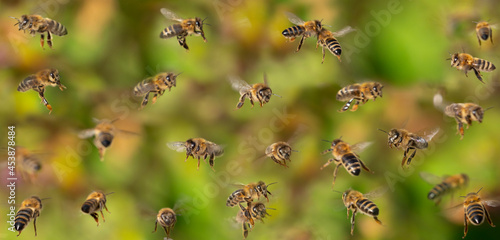 Canvas Print unique photo of bees in flight - bee breeding (Apis mellifera) close up