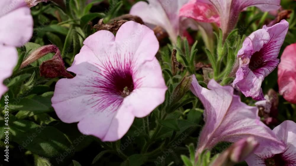 Light pink petunia flower moves. Plants. Light pink petunia flower moves. Plants.