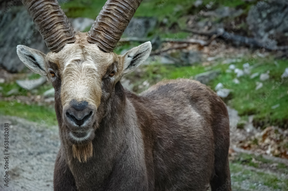 Alpin Ibex in the wilderness