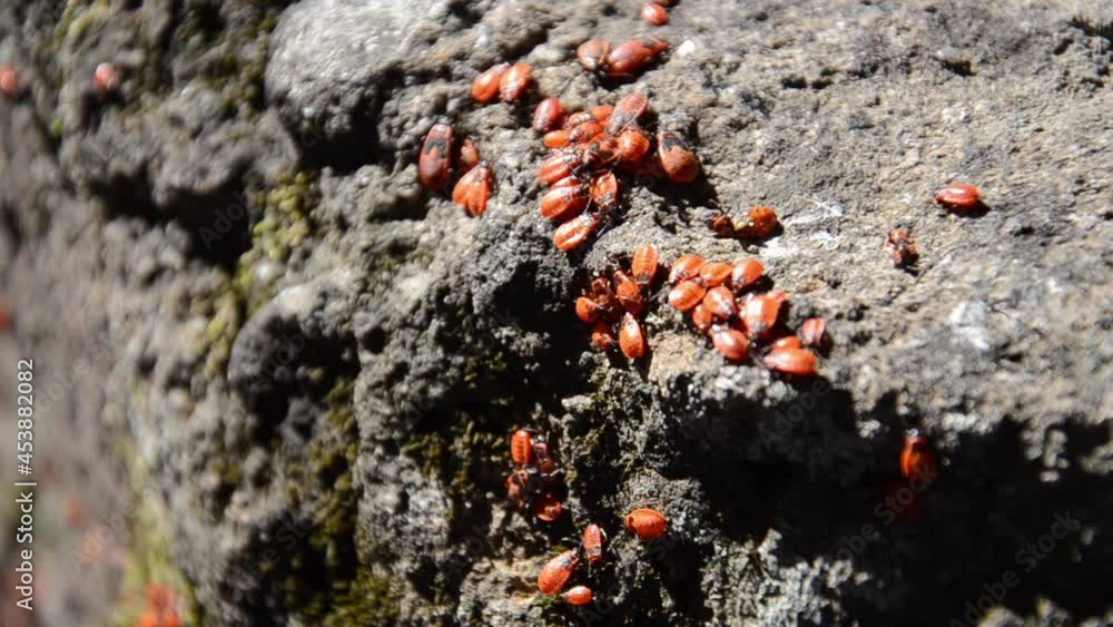 Colony of soldier bugs crawling live on stone with moss. Lot of wingless redbugs crawl on stone surface. Pyrrhocoris apterus in garden.