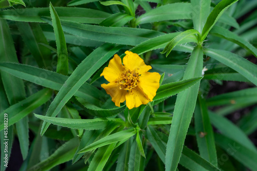 Spanish tarragon (Tagetes lucida) herb plant photo