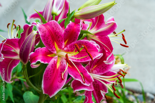 A stargazer lily bloom.