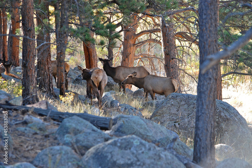 A herd of cow elk in the timber 