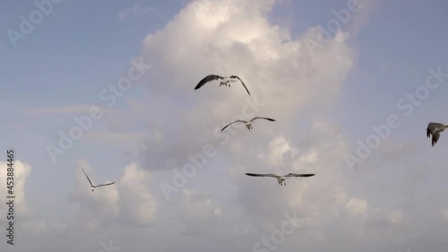 slow motion of seagulls flying in a cloudy blue sky in the caribbean