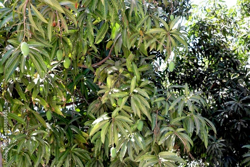 Closeup of Mangoes hanging ,mango field, mango farm Agricultural concept, Agricultural industry concept