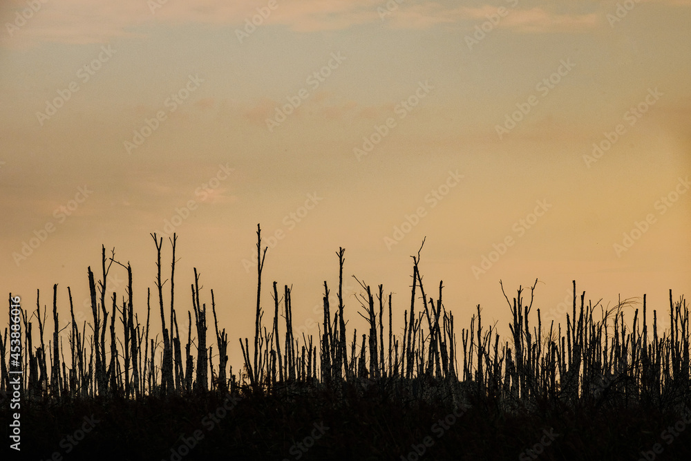 Dead birch trees in the swamp during sunset Dead birch trees in the swamp during sunset