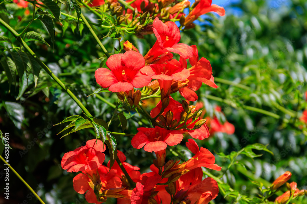 Bright orange flowers of the trumpet vine or trumpet creeper (Campsis radicans) Bright orange flowers of the trumpet vine or trumpet creeper (Campsis radicans)