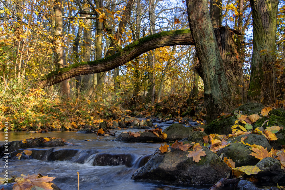 A water cascade in autumn forest with fallen leaves. Water flows around the stones in the river. A water cascade in autumn forest with fallen leaves. Water flows around the stones in the river.