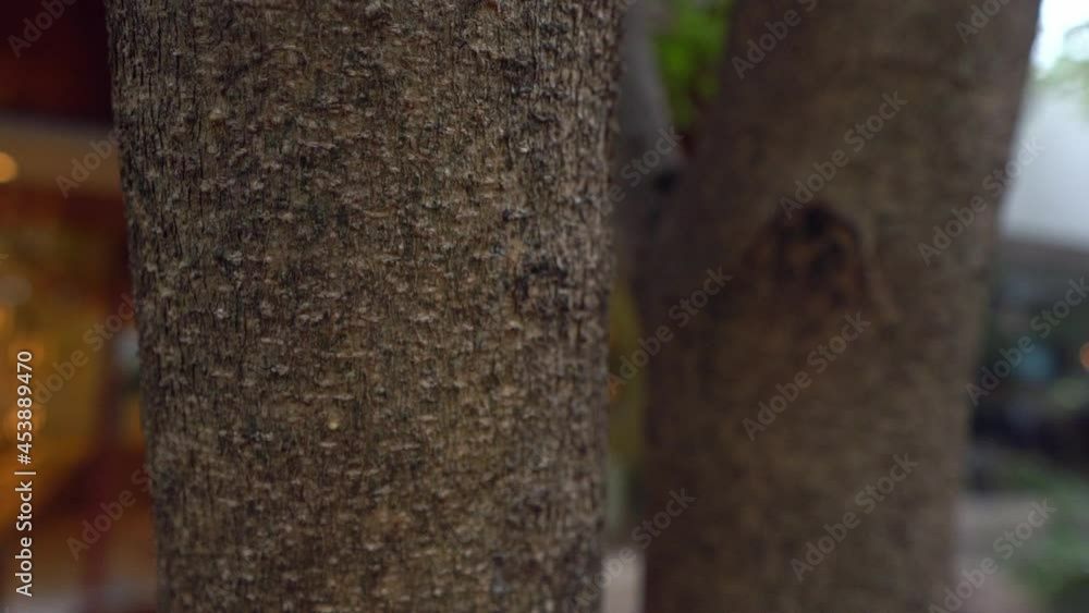 slow motion of ants on a tree trunk in the city slow motion of ants on a tree trunk in the city