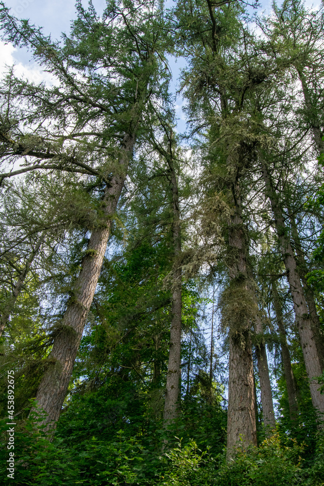 Fototapeta premium trees in the woods