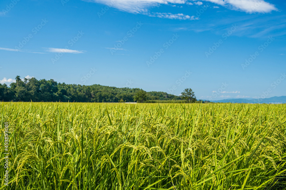 塩尻市 夏の田園風景 塩尻市 夏の田園風景