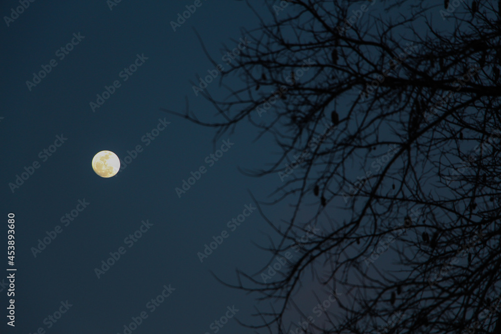 Naklejka premium moon and tree