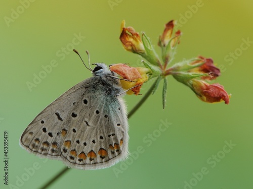 Wallpaper Mural Polyommatus icarus - diurnal butterfly on the forest flower in the dew in the first rays of the sun Torontodigital.ca