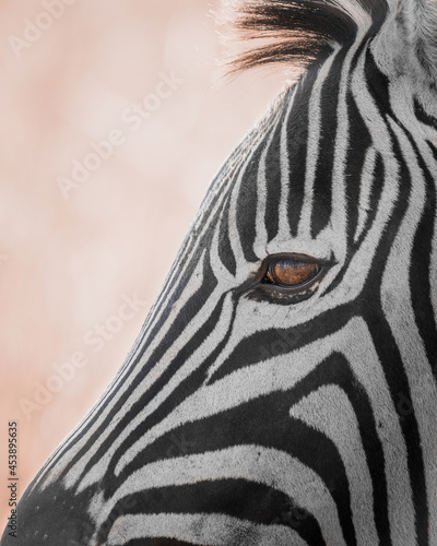 A zebra roaming in an African grassland. photo