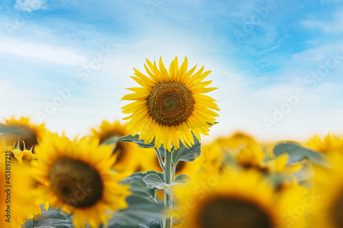 Sunflower, field of sunflowers against blue summer sky