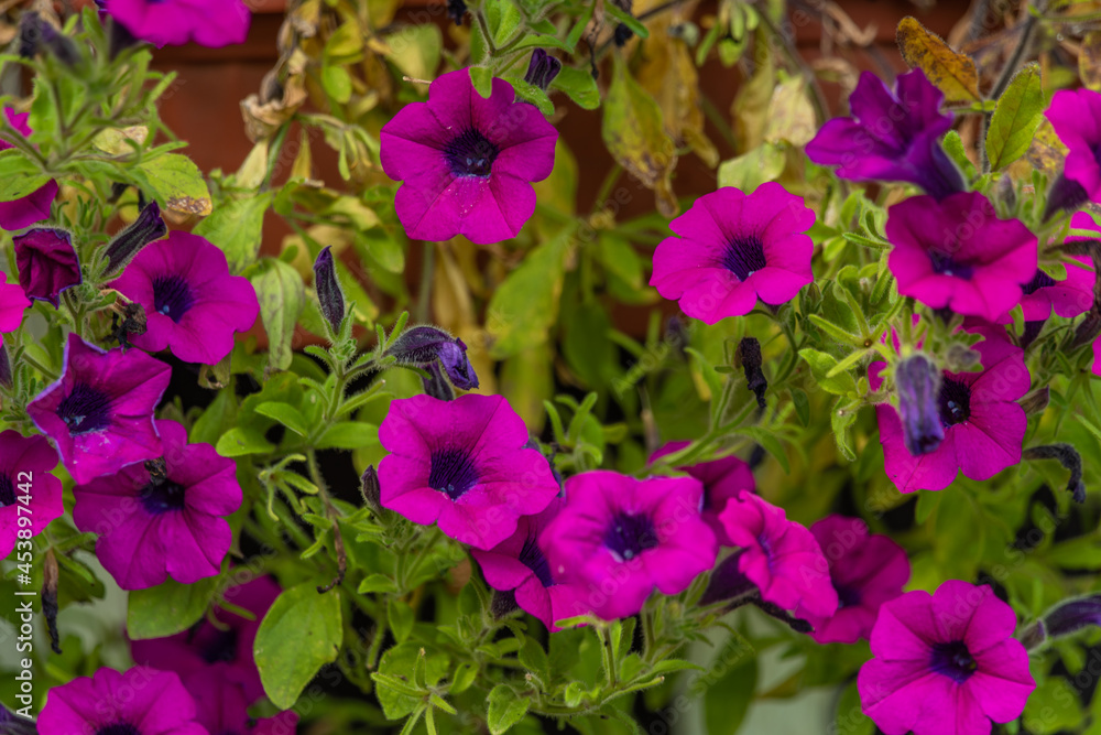 Violet summer flower near wooden wall in summer day Violet summer flower near wooden wall in summer day