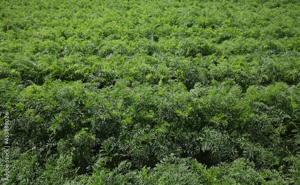Agriculture, green leaves of carrot plants in field, early summer