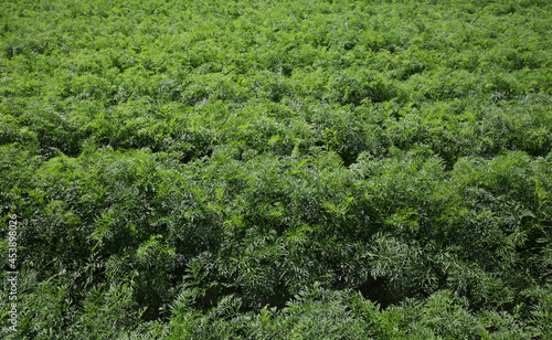 Agriculture, green leaves of carrot plants in field, early summer