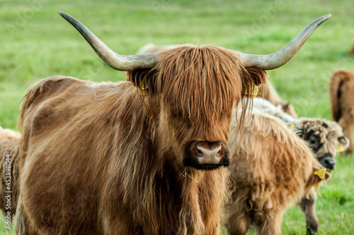 scottish highland cow