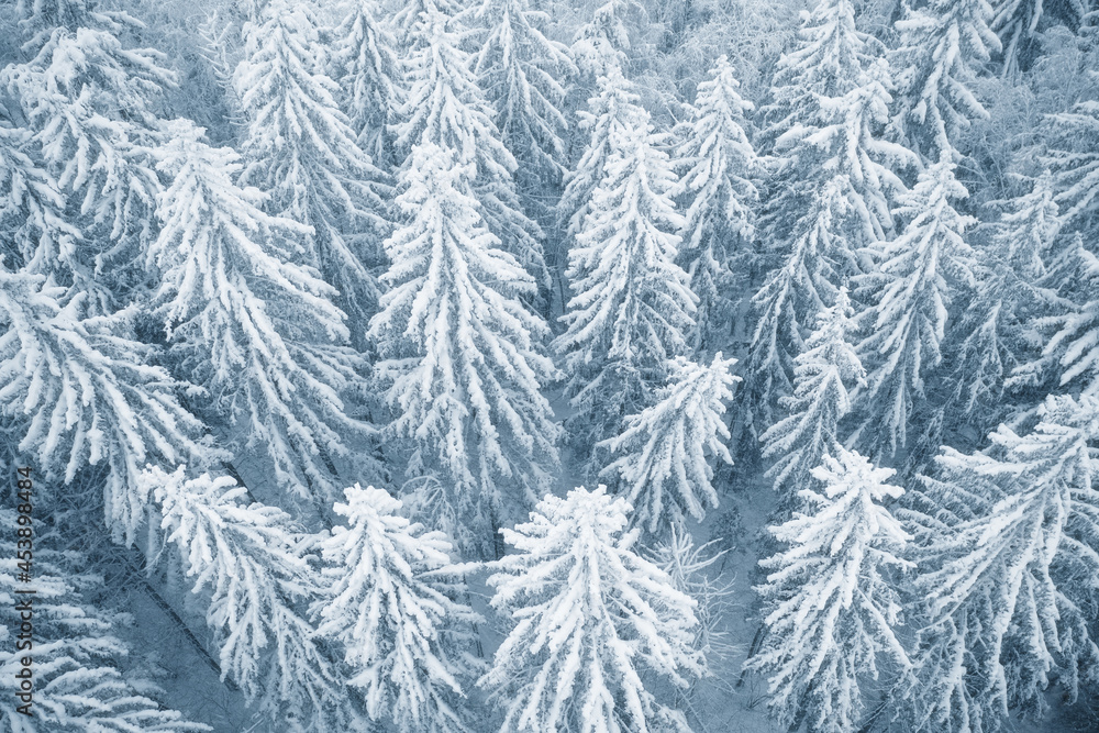 Top down aerial view of forest trees fully covered by snow Top down aerial view of forest trees fully covered by snow