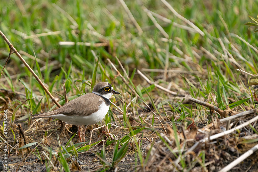 Common Ringed Plover walking in a grass Common Ringed Plover walking in a grass