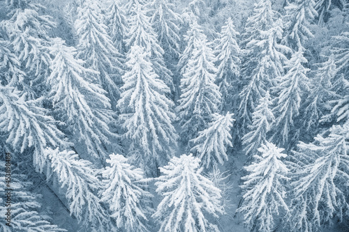 Top down aerial view of forest trees fully covered by snow