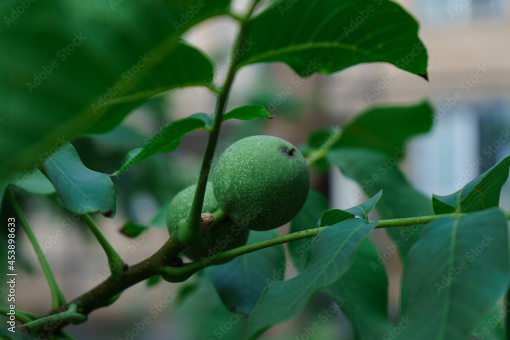 Green walnut ripening on a branch in early fall, a branch of a walnut tree with fruit on it. Green walnut ripening on a branch in early fall, a branch of a walnut tree with fruit on it.