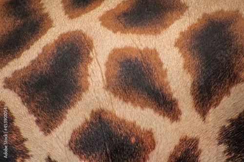 pattern of giraffe fur texture