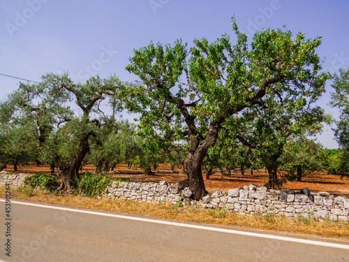 Italian Olive Trees