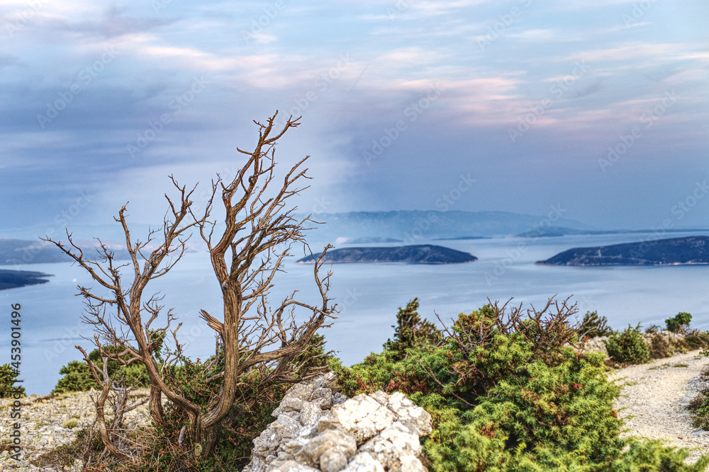 scenic view of the adriatic sea with plant in the foreground