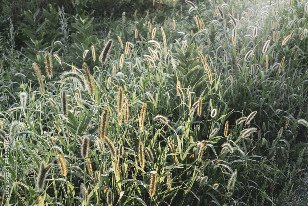 Fototapeta premium A beam of morning sun lights up foxtail plants.