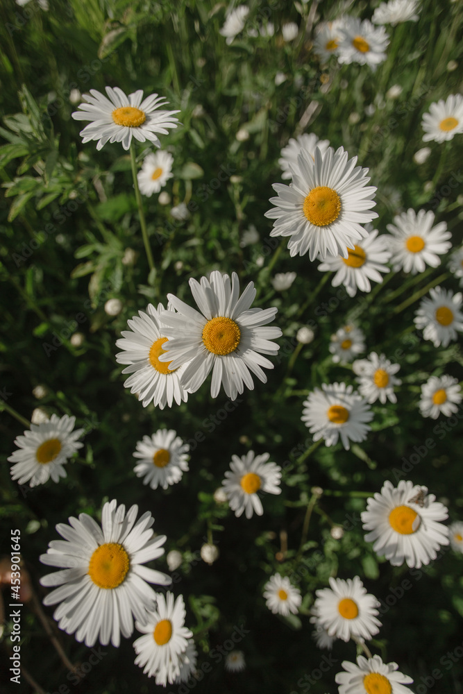 Chamomile flowers in the field. Chamomile flowers in the field.