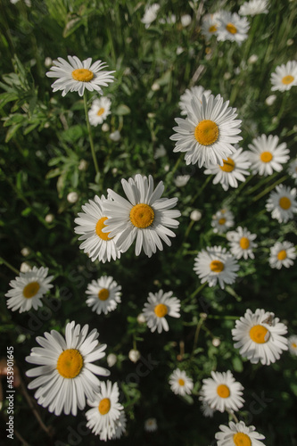Chamomile flowers in the field.