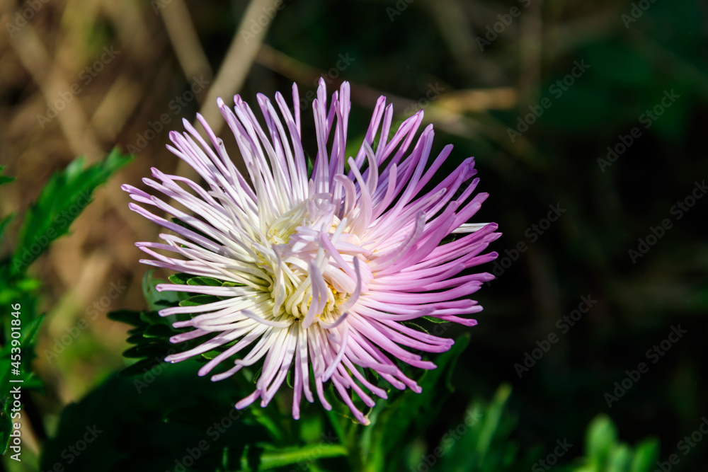Beautiful aster on flower bed in the garden Beautiful aster on flower bed in the garden