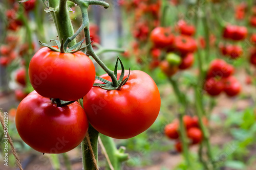 ripe red tomatoes hang on a branch in a greenhouse. close-up. copyspace photo