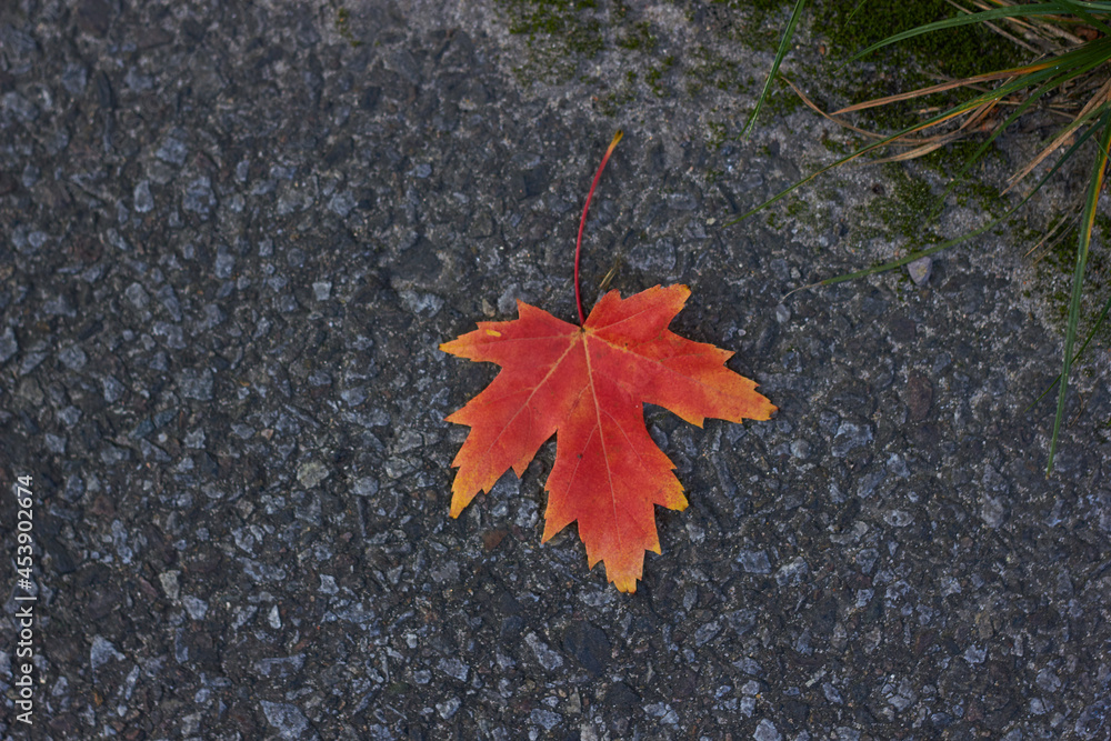 Colorful autumn leaf on gray asphalt texture background.
Colorful autumn leaf on gray asphalt texture background.