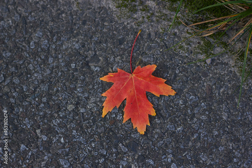 Colorful autumn leaf on gray asphalt texture background.
