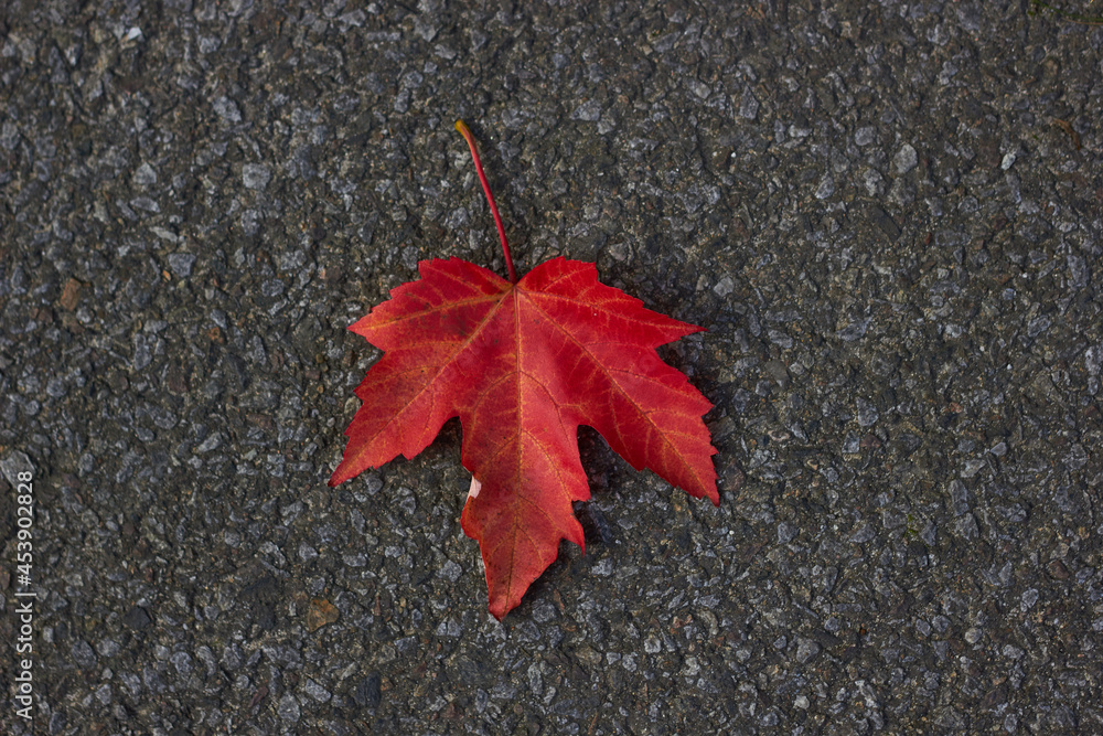 Colorful autumn leaf on gray asphalt texture background.
Colorful autumn leaf on gray asphalt texture background.