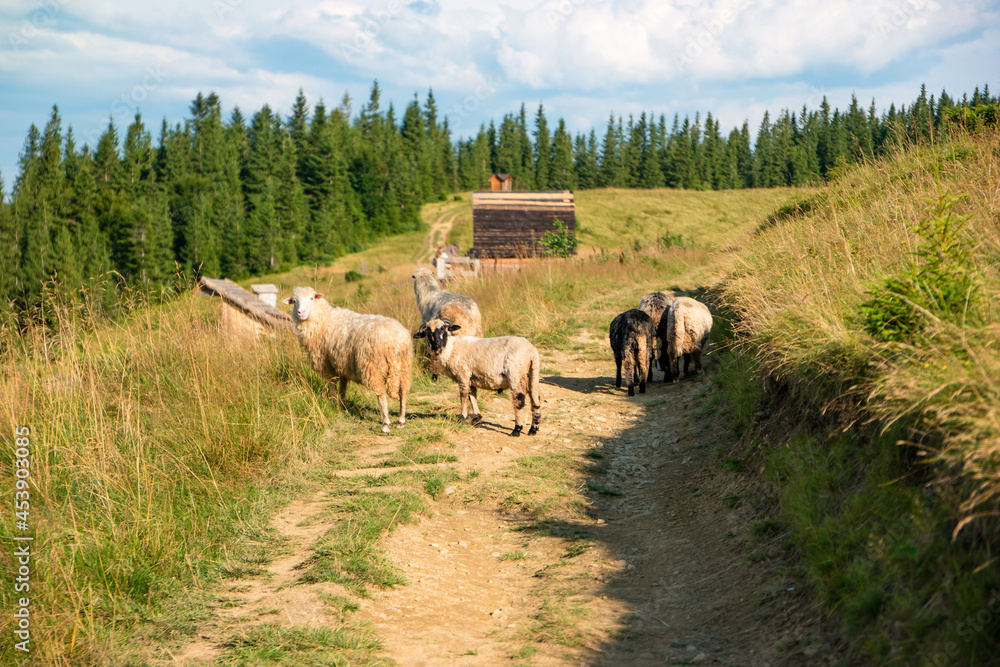 Obraz premium Sheeps on the Yavirnyk meadow in the Carpathians