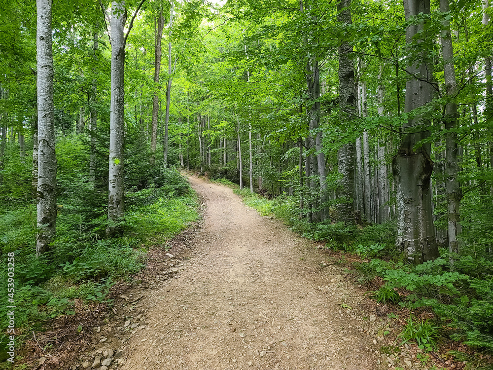 Fototapeta premium Forest trail in the Carpathians