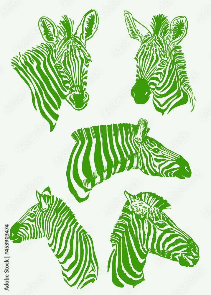 Vector set of green color zebra , graphical illustration for covers and