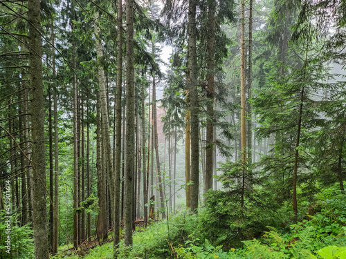 Misty forest in the Ukrainian Carpathians