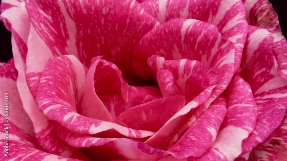 Beautiful fresh pink rose opening, close up. Spa concept. Wedding, Birthday, Valentines day, Mothers day concept. Beautiful fresh pink rose opening, close up. Spa concept. Wedding, Birthday, Valentines day, Mothers day concept.