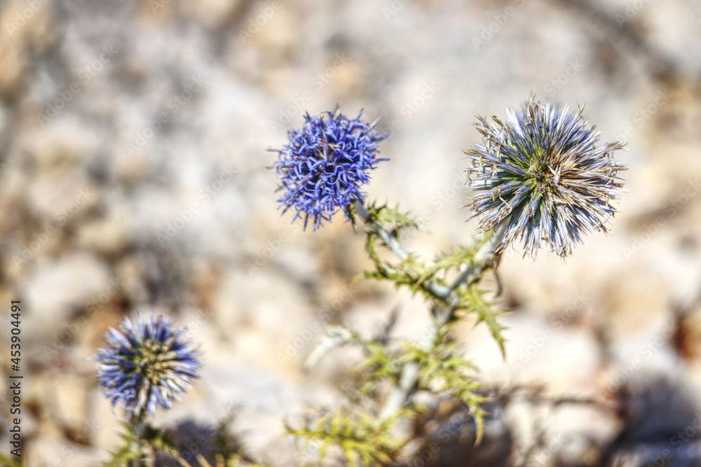 close up of a blooming thistle on cres island close up of a blooming thistle on cres island