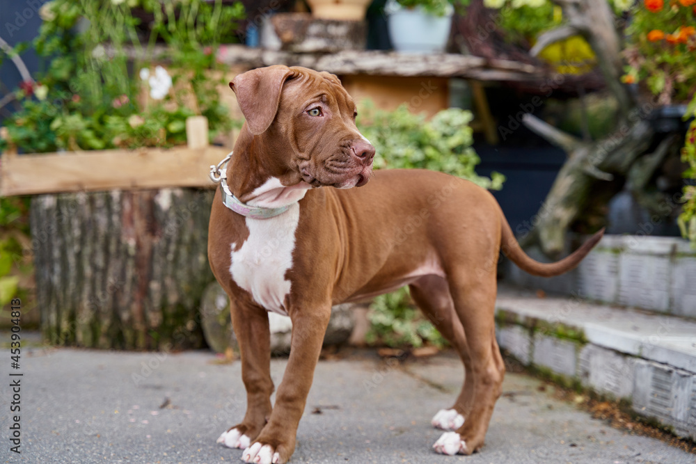 Charming brown american pitbull terrier puppy with funny snout looking around in park cranny. Concept of lost beloved pet in front of plants. Lovely fur baby companion wandering on foggy summer day
