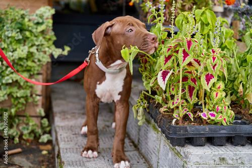 Принти на полотні Brown young american pitbull terrier dog on leash sniffing flowers in blooming plot
