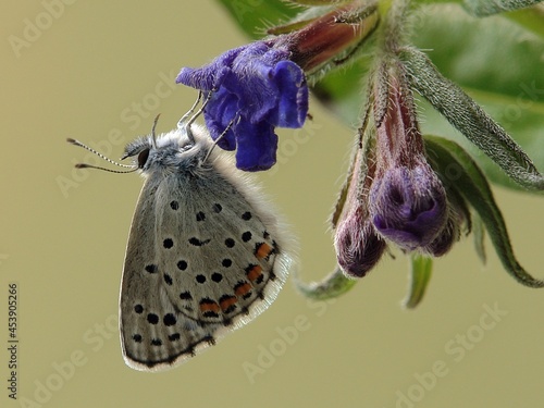 Wallpaper Mural Polyommatus icarus - diurnal butterfly on the forest flower in the dew in the first rays of the sun Torontodigital.ca