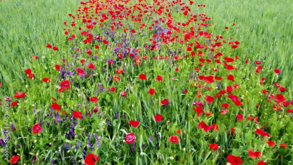 Background shot of poppy flowers field in the morning sunlight Background shot of poppy flowers field in the morning sunlight