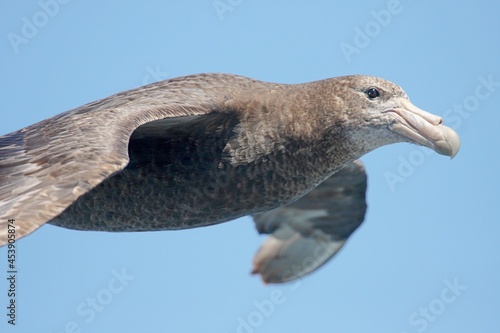 Albatros segelt übers Meer photo